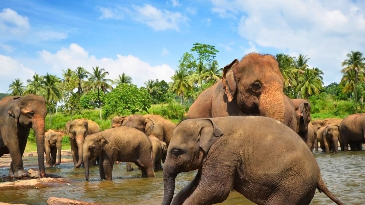 Sri Lanka Travel With Ghale Treks & Expedition