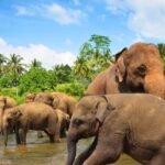 Sri Lanka Travel With Ghale Treks & Expedition