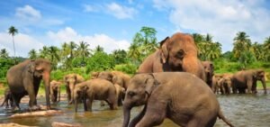 Sri Lanka Travel With Ghale Treks & Expedition