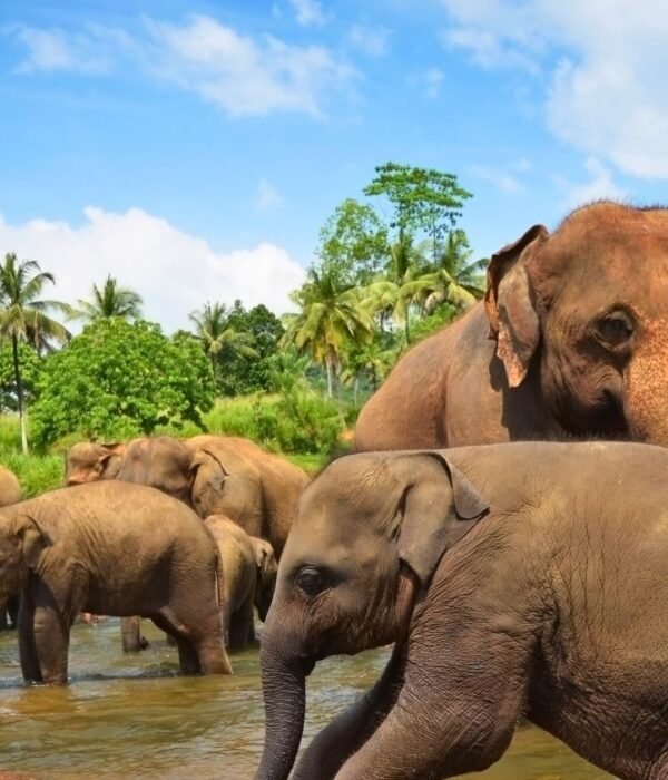 Sri Lanka Travel With Ghale Treks & Expedition