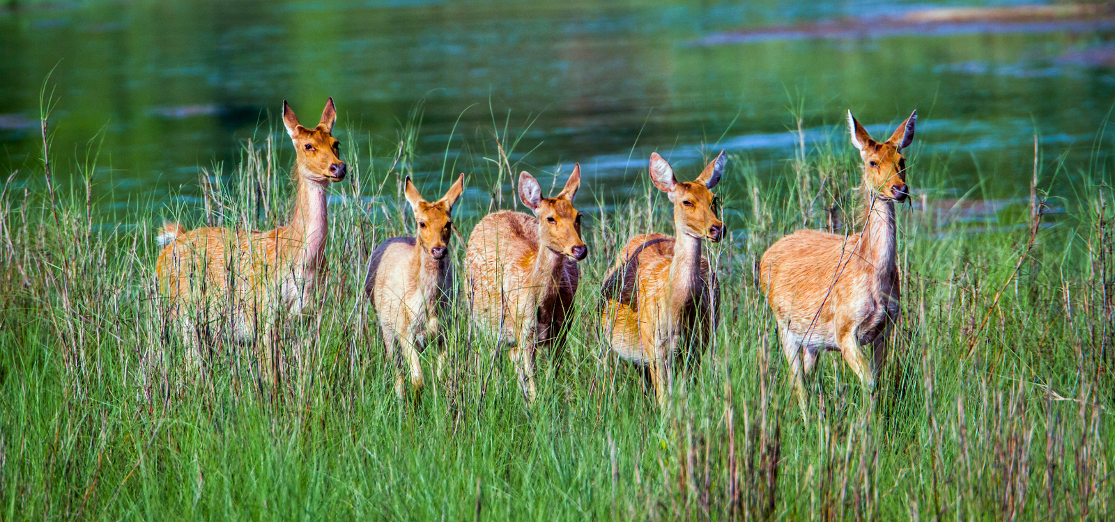 Bardia National Park - Swamp Deer